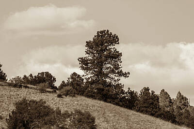Little Mosters - Pining Away in Colorado 001650 by Renny Spencer