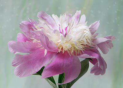 Cargo Boats - Pink and White Peony by Patti Deters