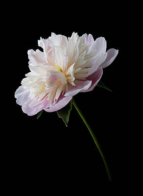 Woodland Animals - Pink and White Peony Stem by Patti Deters