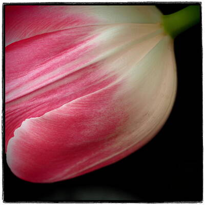Vintage State Flags - Pink and white tulip by Cosmina Lefanto