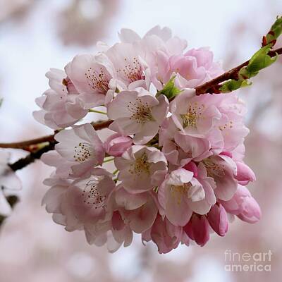 Florals Royalty Free Images - Pink Blossoms Beauty Square Royalty-Free Image by Carol Groenen