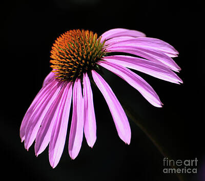 Black And White Beach Royalty Free Images - Pink Coneflower Close Up Royalty-Free Image by Kerri Farley