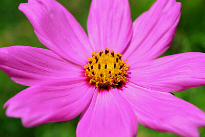 Impressionism Photos - Pink Cosmos Flower Impressionist by Gaby Ethington