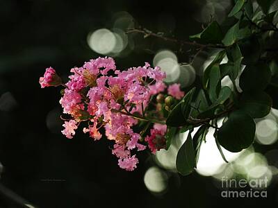 From The Kitchen - Pink Crepe Myrtle Summer by Richard Thomas