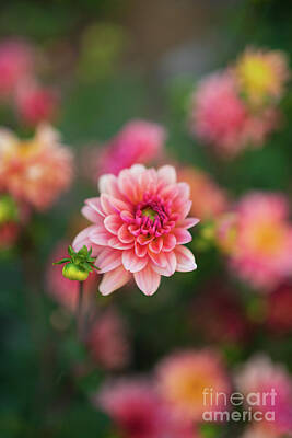 Target Threshold Photography - Pink Dahlia and Bud Standout by Mike Reid