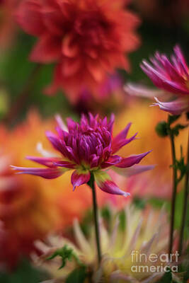 Impressionism Photo Rights Managed Images - Pink Dahlia Cactus Unfolding Royalty-Free Image by Mike Reid