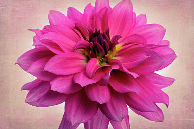Florals Royalty Free Images - Pink Dahlia II Royalty-Free Image by Amy Jackson