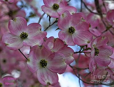 Floral Patterns Rights Managed Images - Pink Dogwoods in Bloom Royalty-Free Image by Bobbie Moller
