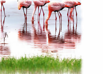 Birds Photos - Pink Flamingos by Will Burlingham