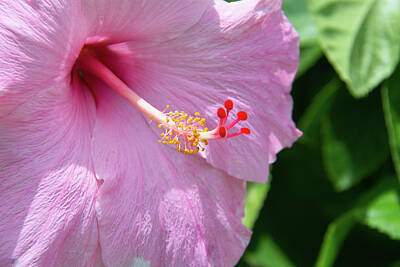 Garden Fruits - Pink Hibiscus Blossom by Pamela Williams