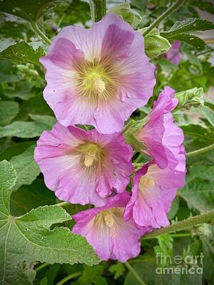 Legendary And Mythic Creatures Rights Managed Images - Pink Hollyhocks with Soft Vignette Royalty-Free Image by Carol Groenen