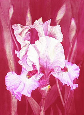 Royalty-Free and Rights-Managed Images - Pink Iris Flower In The Garden Watercolor   by Irina Sztukowski