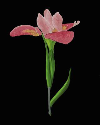 Florals Drawings - Pink Iris by Mary Poliquin - Policain Creations