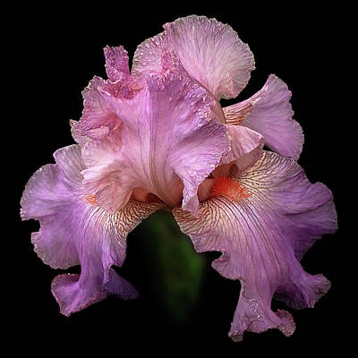 Florals Rights Managed Images - Pink Iris on Black Royalty-Free Image by Lily Malor