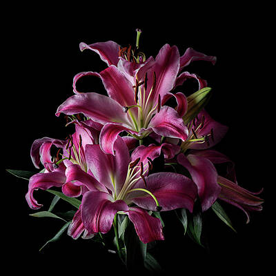Lilies Royalty-Free and Rights-Managed Images - Pink Lilies Art Photo by Lily Malor