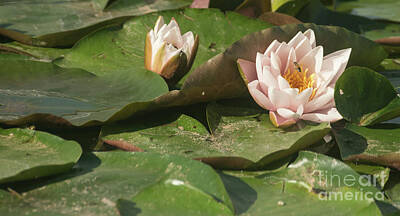 Easter Egg Hunt Royalty Free Images - Pink lily pond flower close-up. Royalty-Free Image by Mike Helfrich
