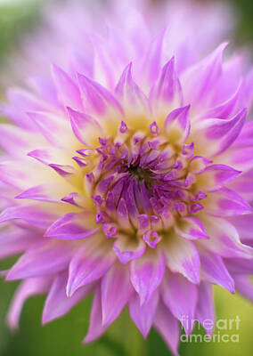 Royalty-Free and Rights-Managed Images - Pink Melody Dahlia Closeup by Mike Reid