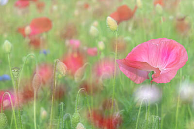 Impressionism Photos - Pink  Poppies - Impressionism by Jenny Rainbow