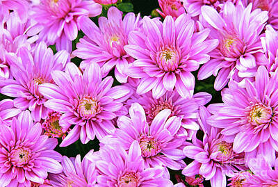 Royalty-Free and Rights-Managed Images - Pink Profusion Autumn Mums by Regina Geoghan
