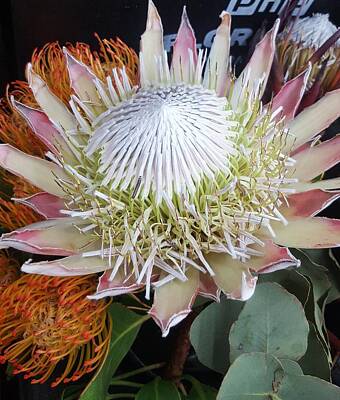 Sunflowers Rights Managed Images - Pink Protea from Africa Royalty-Free Image by Loraine Yaffe
