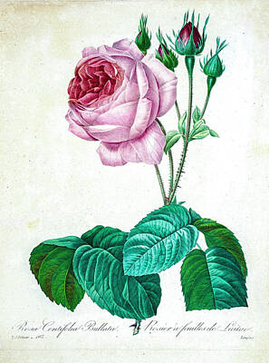 Roses Drawings - pink Provence rose illustration 1827 r3 by Botany