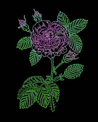 State Love Nancy Ingersoll - Pink Rose Colorful Botanical Flower On Black  by Irina Sztukowski