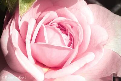 Thomas Moran Royalty Free Images - Pink Rose Royalty-Free Image by Kathy Hulbert