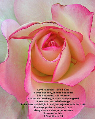 Roses Photos - Pink Rose Love by Robert Estes