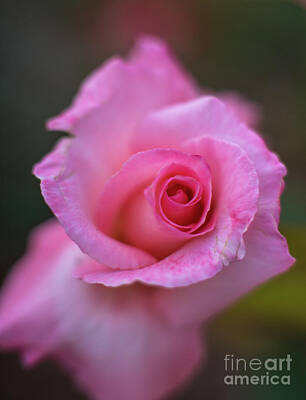 Impressionism Photos - Pink Rose Swirls by Mike Reid