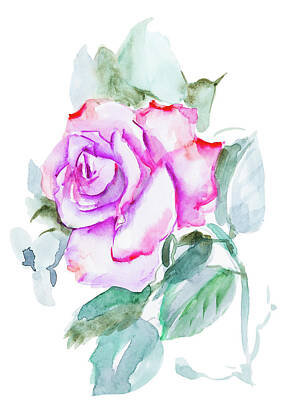 Florals Drawings - Pink Rose Watercolor Hand-painted, Isolated On White by Maria Kray