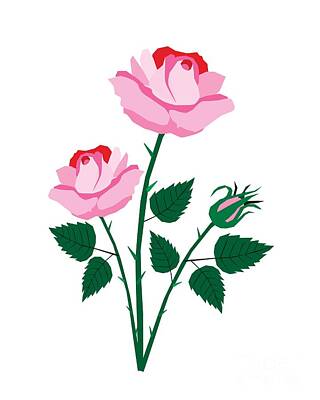 Roses Drawings - Pink Roses on A White Background by Iam Nee