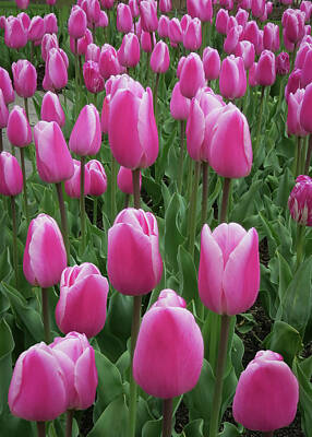 Food And Beverage Signs - Pink Tulip Garden Blooms - Vertical by Patti Deters