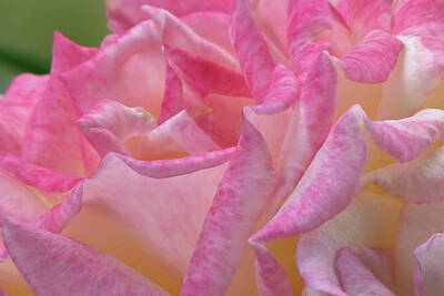 Umbrellas Royalty Free Images - Pinkalicious Rose Royalty-Free Image by Keri Epperson PhotoMagic