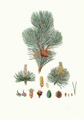 City Scenes Drawings - Pinus pumilio - Mountain Pine by Sad Hill - Bizarre Los Angeles Archive