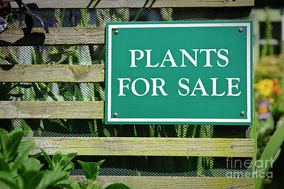Halloween Elwell Royalty Free Images - Plants for sale sign Royalty-Free Image by Dariusz Gora