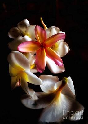 Frog Art Royalty Free Images - Plumeria Glow Royalty-Free Image by Margaux Dreamaginations