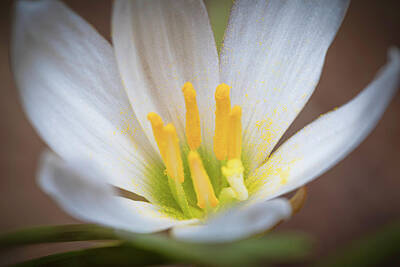 Lilies Royalty Free Images - Pollen, More Pollen Royalty-Free Image by AS MemoriesLiveOn