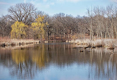Ira Marcus Royalty-Free and Rights-Managed Images - Pond in Early Spring by Ira Marcus