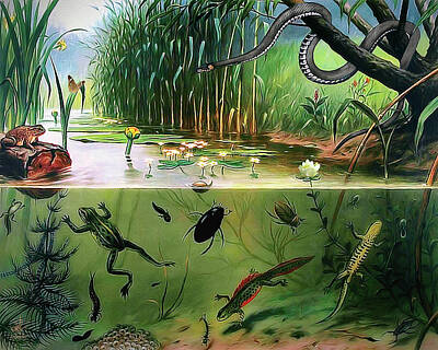 Recently Sold - Lilies Digital Art - Pond Life by Pennie McCracken