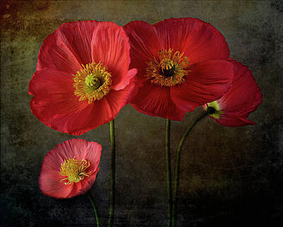 Recently Sold - Lilies Rights Managed Images - Poppy Flowers - Happy Family Royalty-Free Image by Lily Malor