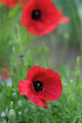 Lime Art - Poppy Flowers by Lily Malor
