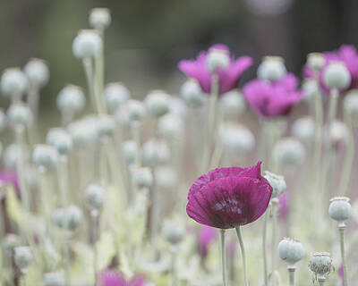 Lilies Photos - Poppy Heads 2 by Rebecca Cozart