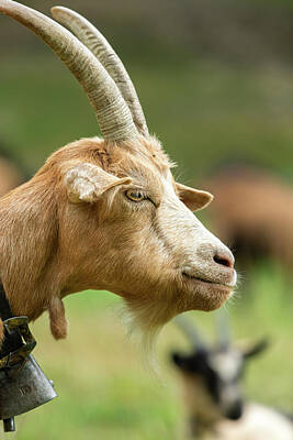 Landscapes Photos - Portrait of a beautiful brown goat outside by Stefan Rotter
