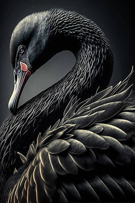 Everett Collection - Portrait of a Black Swan by Wes and Dotty Weber
