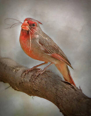 Portraits Royalty-Free and Rights-Managed Images - Portrait of a Desert Cardinal by Teresa Wilson