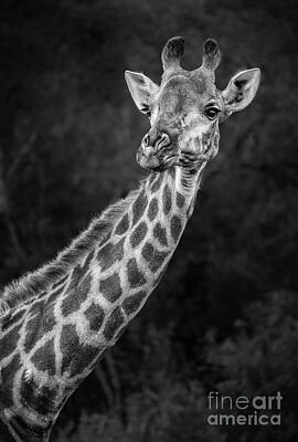 Portraits Royalty-Free and Rights-Managed Images - Portrait of a Giraffe by Jamie Pham