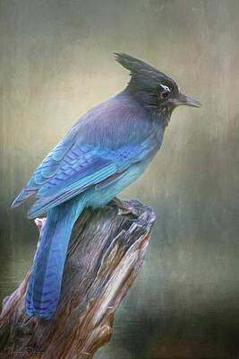 Portraits Royalty-Free and Rights-Managed Images - Portrait of a Stellars Jay by Teresa Wilson