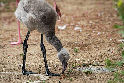 Af One - Portrait of a young Greater Flamingo in a zoo by Stefan Rotter
