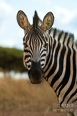 Portraits Royalty-Free and Rights-Managed Images - Portrait of a Zebra by Jamie Pham