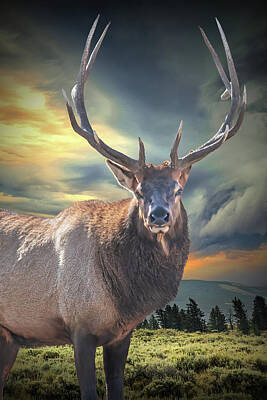 High Heel Paintings - Portrait of an Elk in Yellowstone National Park. by Randall Nyhof
